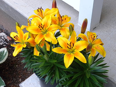 gul, Lily, gul Lilja, blomma, naturen, Bloom, Anläggningen