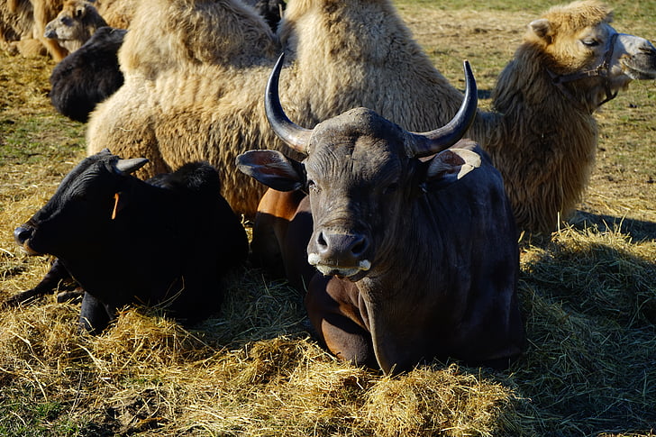 livestock, beef, horns, concerns, rest