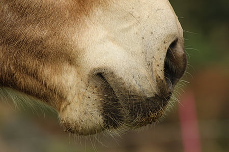 mule, Hybrid, munkorg, näsa, morrhår, näsborrarna, häst