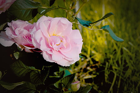 rose, flower, blossom, bloom, pink flower, pink rose, petals