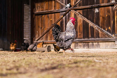 chicken, hen, animal, grass, poultry, farm, wood