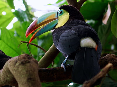 Toucan, lintu, trooppinen lintu, Bill, tropiikissa, värikäs, höyhenpeite