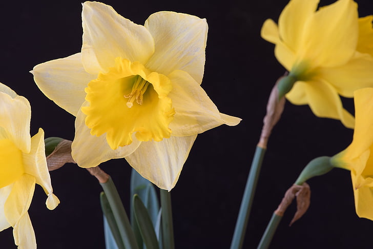 Narciso, amarelo, pseudonarcissus Narcissus, flores, pétalas, pistilo, fechar