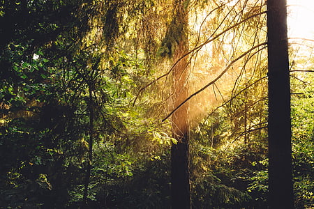 sunlight, forest, woods, trees, rays, nature, light