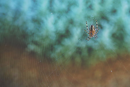 arachnid, posmkāju, zirnekļa tīkls, zirneklis, zirnekļa tīkls, savvaļas dzīvnieki, daba