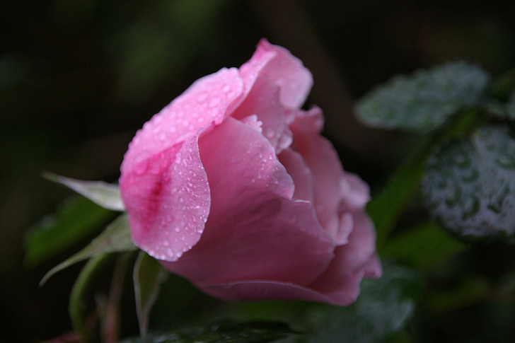τριαντάφυλλο, Αγάπη, Ευτυχισμένο, Ανοίξτε, ροζ, λουλούδι, φύση