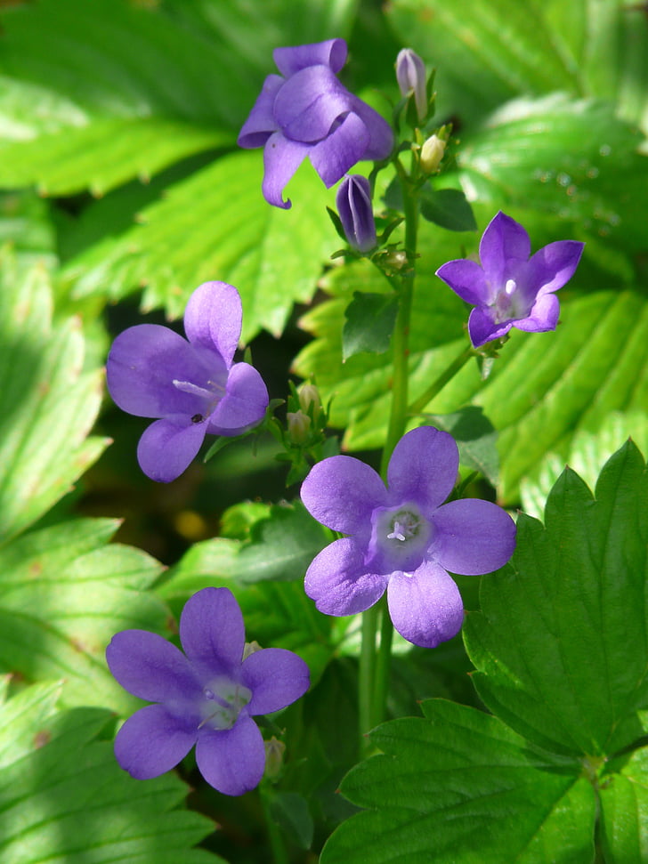 Bellflower, květ, květ, Bloom, modrá, fialová, malé