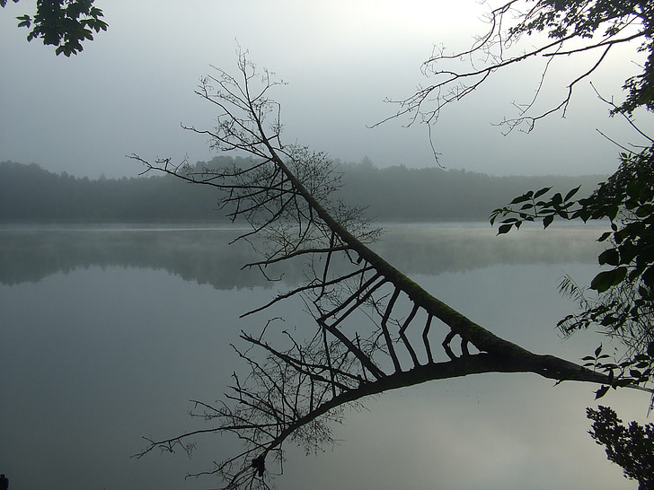 Lacul, ceaţă, copac