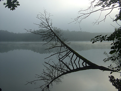 søen, tåge, træ