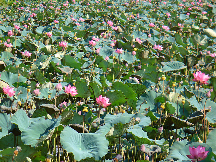 Lotus, natuur, landschap, waterplant, Lotus blossom, bloem, Flora