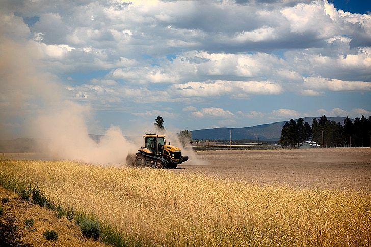 Kalifornia, vidieka, farma, poľnohospodárska pôda, pole, pšenica, kombinovať