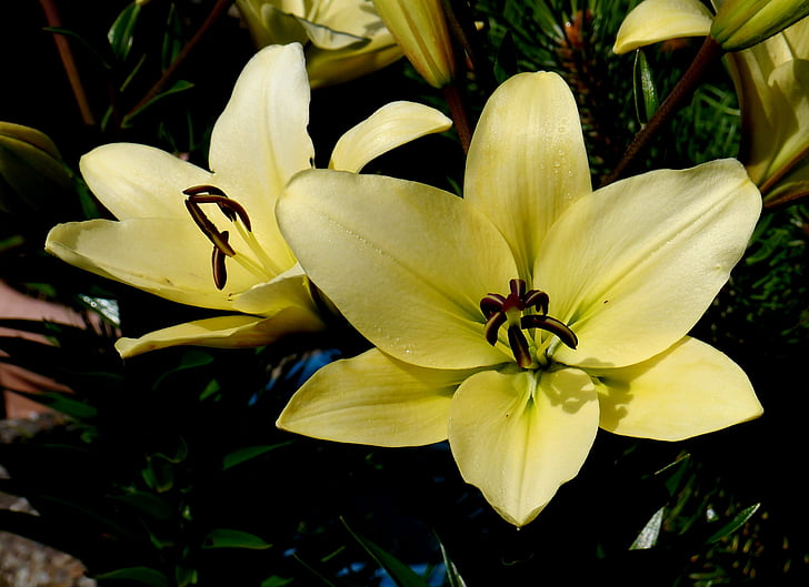 Lily, vit, gul, blomma, Blossom, Bloom, sommar