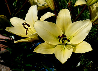 Lily, vit, gul, blomma, Blossom, Bloom, sommar