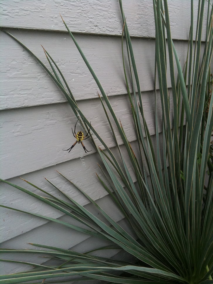 spider, yucca, web, arachnid, fauna, wildlife, hanging