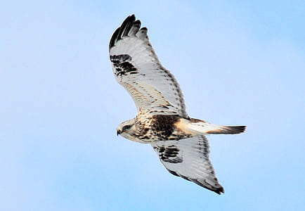 rough legged hawk, soaring, bird, raptor, flight, flying, wild