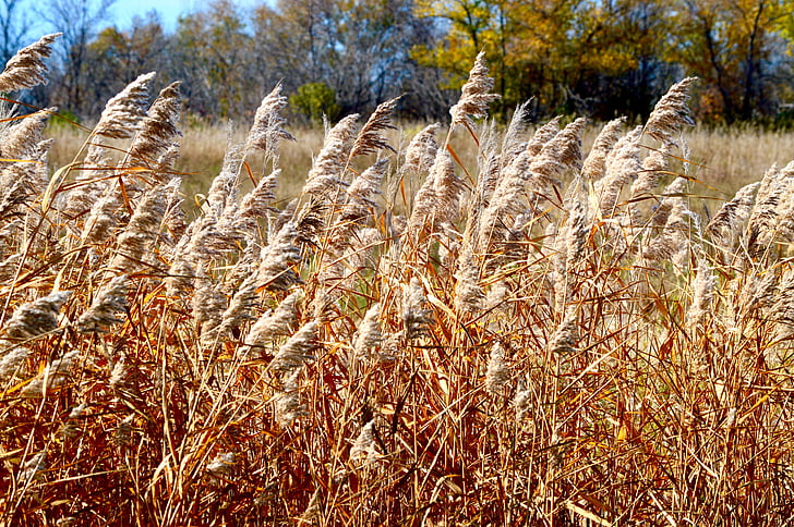 grass, wheat, nature, landscape, prairie, canada, autumn
