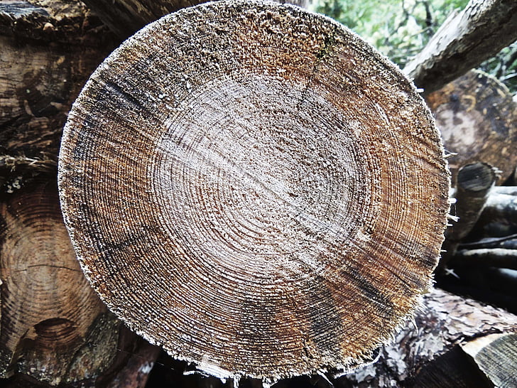 wood, cross section, tribe, log, lumber, section, tree