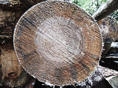 kayu, penampang, suku, log, kayu, Bagian, pohon
