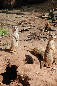 meerkat, zoo, animal, nature, tiergarten, curious, lonely