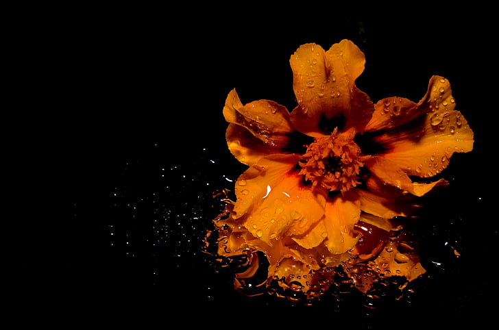 Bloom, çiçeği, Flora, çiçek, Makro, Splash, su