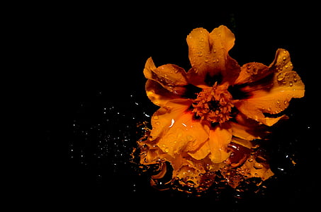 Bloom, kwiat, Flora, kwiat, makro, Splash, wody