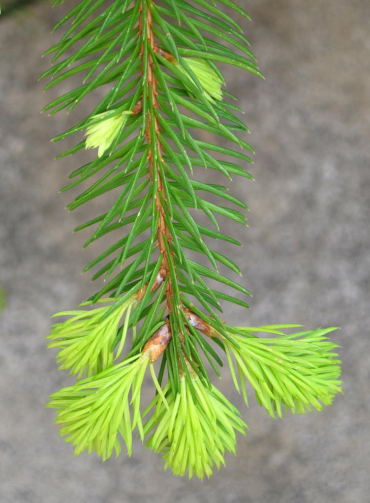 young fir drove, spring, fir grows, growth, green, mini fir, garden