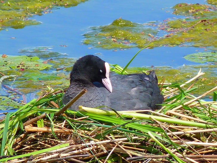 coot, nest, breed, animal