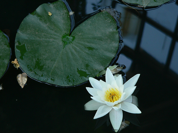 water lily, flower, pond, aquatic, bloom, petals, tropical