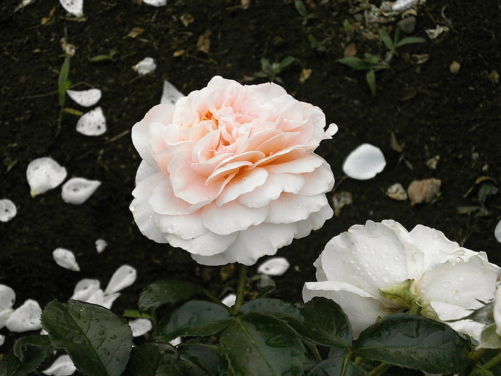 Роза, кремав цвят, венчелистче, розова градина