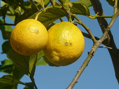 lemon, buah, kuning, Malta, alam, matang