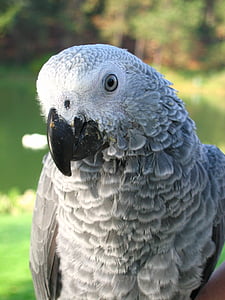 papegøje, grå, næb, blå, fugl, animalske dyreliv, et dyr