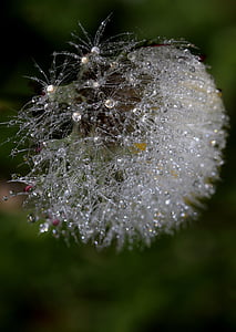 dandelion, drops, dew, plant, wet, nature, drop
