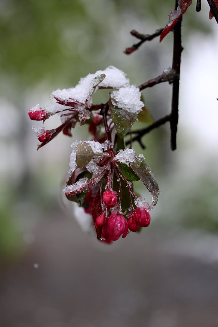 ดอกไม้, หิมะ, แช่แข็ง, สีแดง, มีนาคม