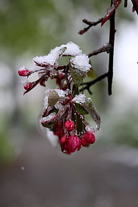 fleur, neige, congelés, rouge, mars