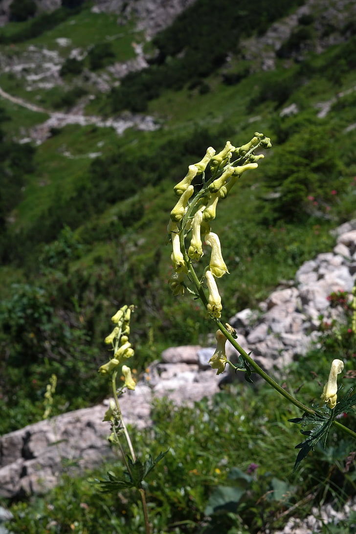 Wolfs-eisenhut, Blossom, nở hoa, thực vật, màu vàng, thực vật núi cao, Alpine Hoa