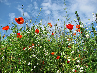 meadow, poppy, grass, field, spring, flower, flowers