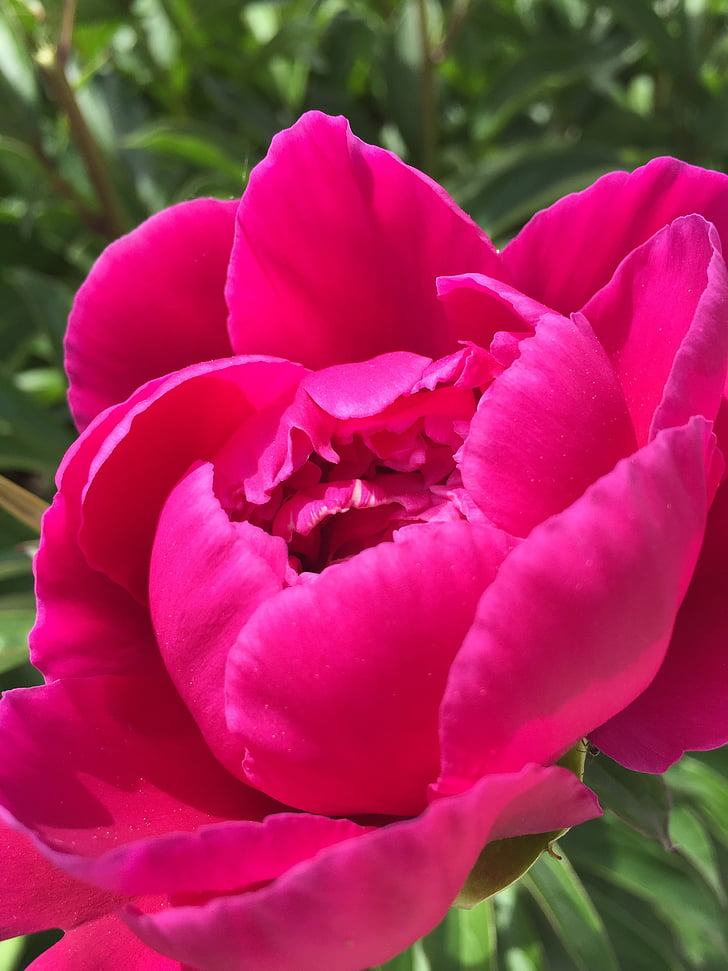flowers, rosebush, pink, nature, petals, garden, flowering