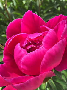 bunga, rosebush, merah muda, alam, kelopak bunga, Taman, berbunga