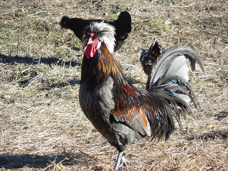 chicken, rooster, poultry, bird, livestock, farm, food
