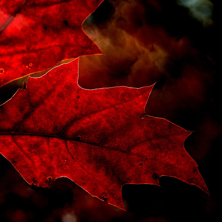 folha, floresta, natureza, folhagem, Red oak, vermelho, Quercus