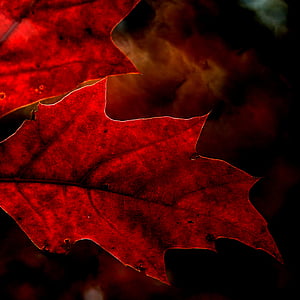 hoja, bosque, naturaleza, follaje, roble rojo, rojo, Quercus