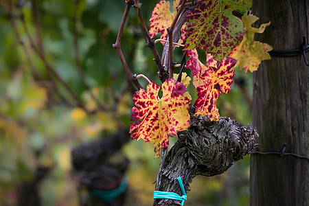 wine, vine, leaf, autumn, yellow, red, golden autumn