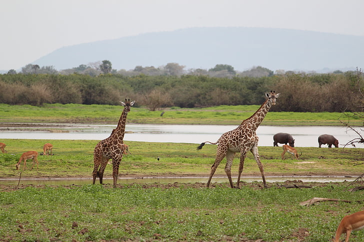 jerapah, Afrika, Safari, satwa liar, hewan, alam, Kenya