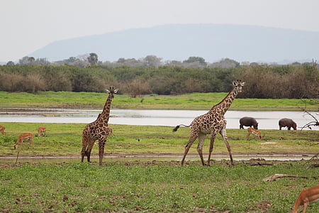 giraffe, africa, safari, wildlife, animal, nature, kenya