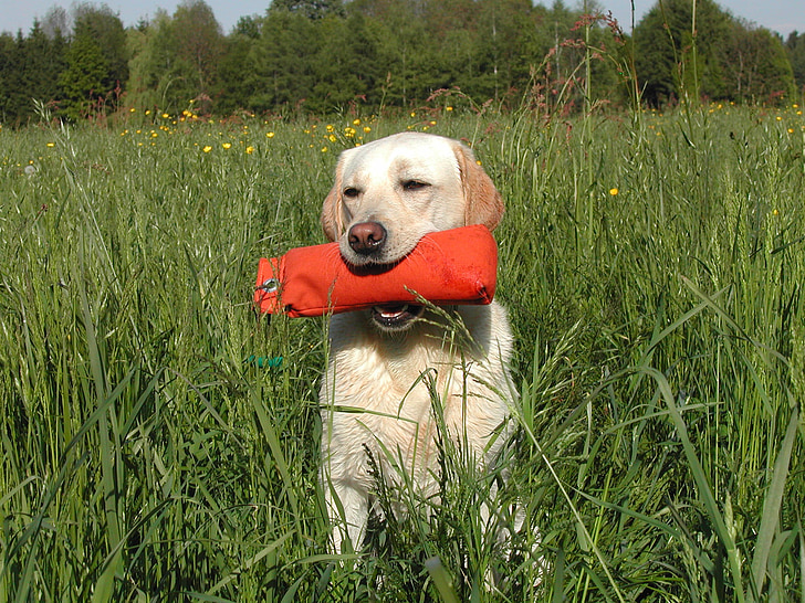geltonos spalvos Labradoro retriveris, šuo, bamperis, šunų, sporto, burnos, nuskaitant