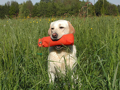 Kollane Labradori retriiver, koer, kaitseraud, koerte, Sporting, suu, toomine