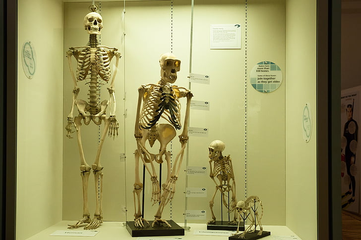 σκελετός, σύγκριση, ανθρώπινη, μαϊμού, πρωτεύοντα, ο Homo sapiens, ιστορικό ανάπτυξης