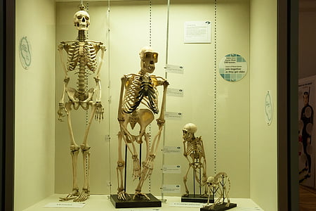 esqueleto, comparación, humano, mono, primates, Homo sapiens, historia del desarrollo