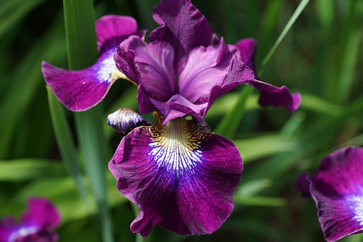 Iris, blomst, Blossom, blomst, natur, hage, lilla