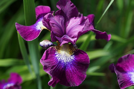 Iris, virág, Blossom, Bloom, természet, kert, lila
